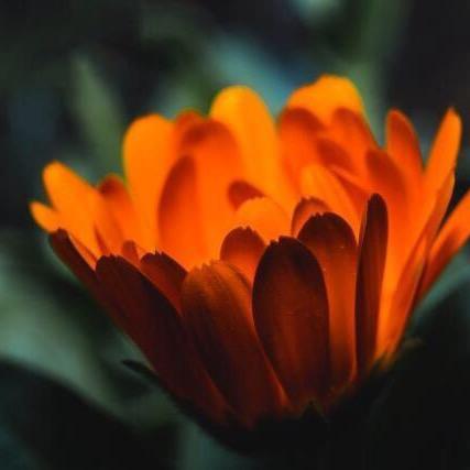太阳花🌻