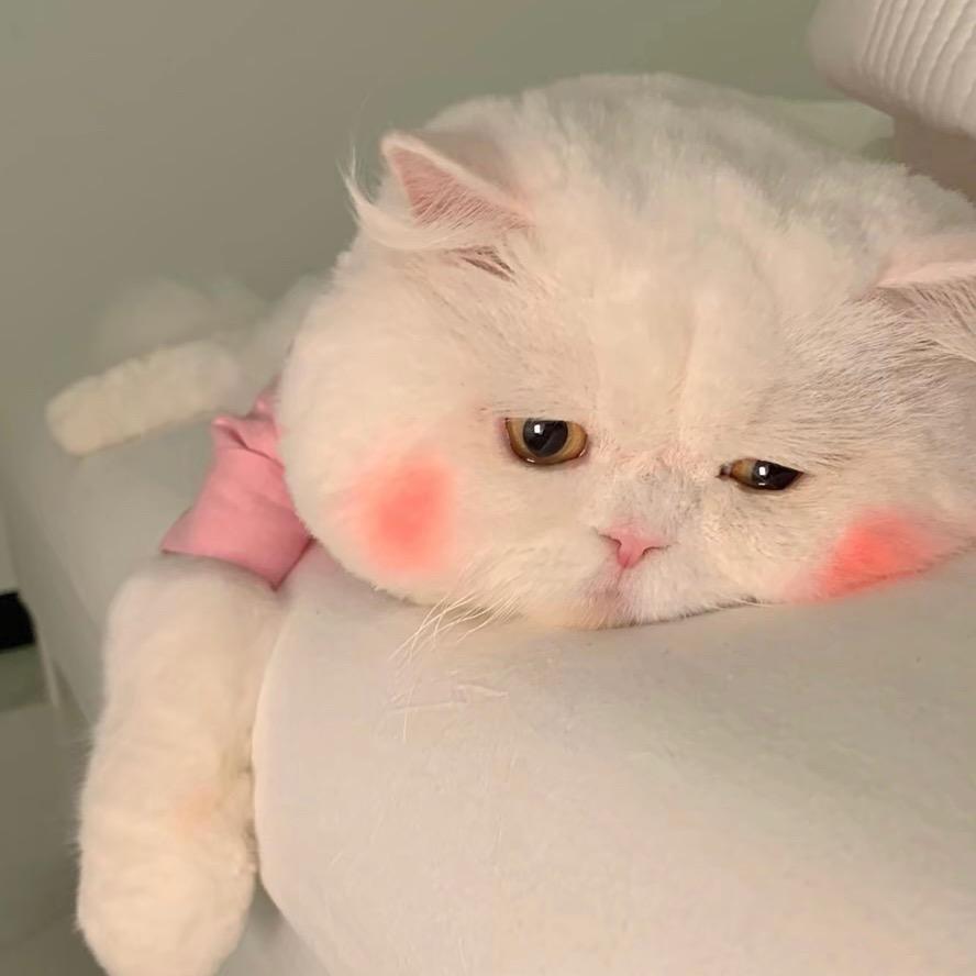 做我的喵🐱