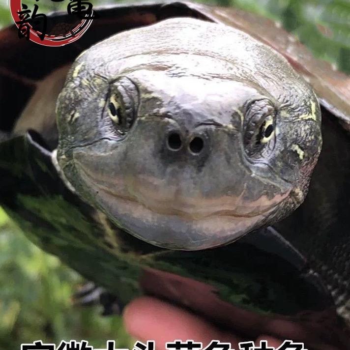 安徽皖龟韵安缘小青养殖基地