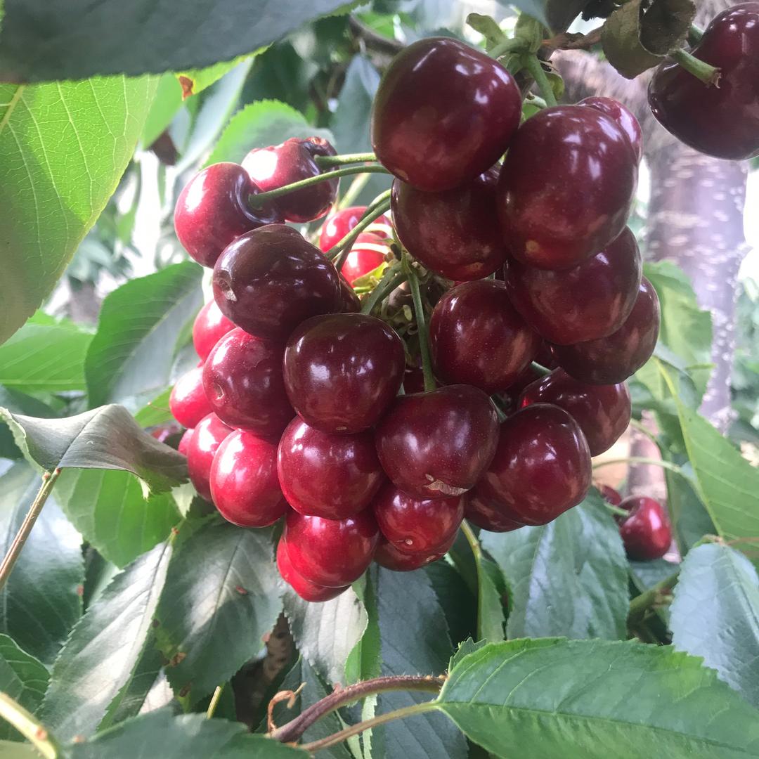 惠林苑（樱桃大棚）