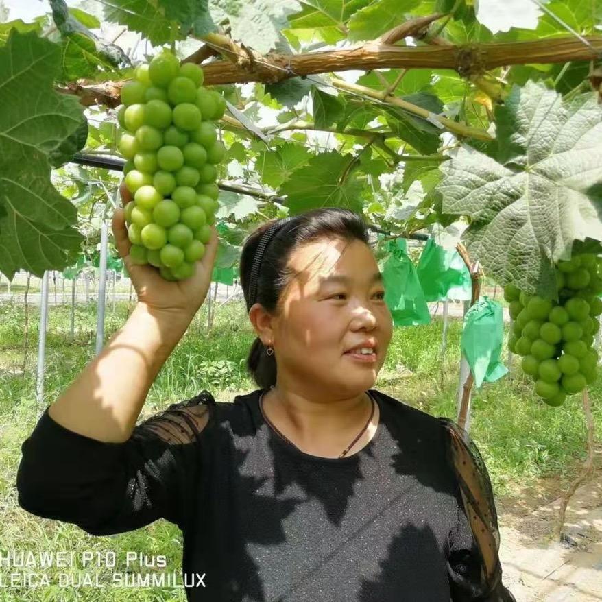 科技特派员，高红艳