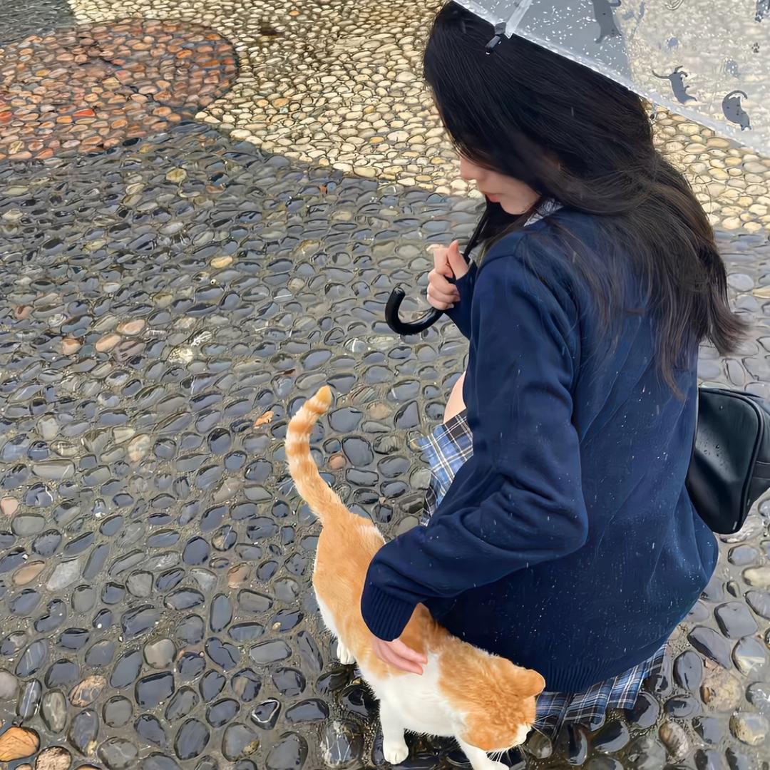 猫 条