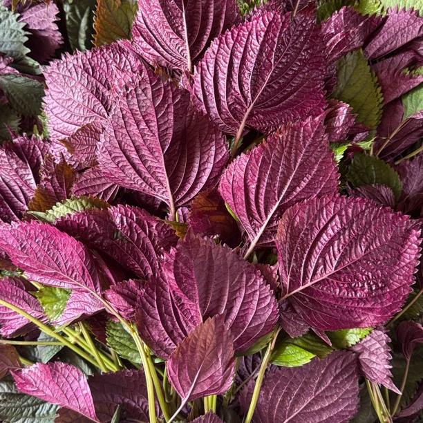 金穗农产品精选