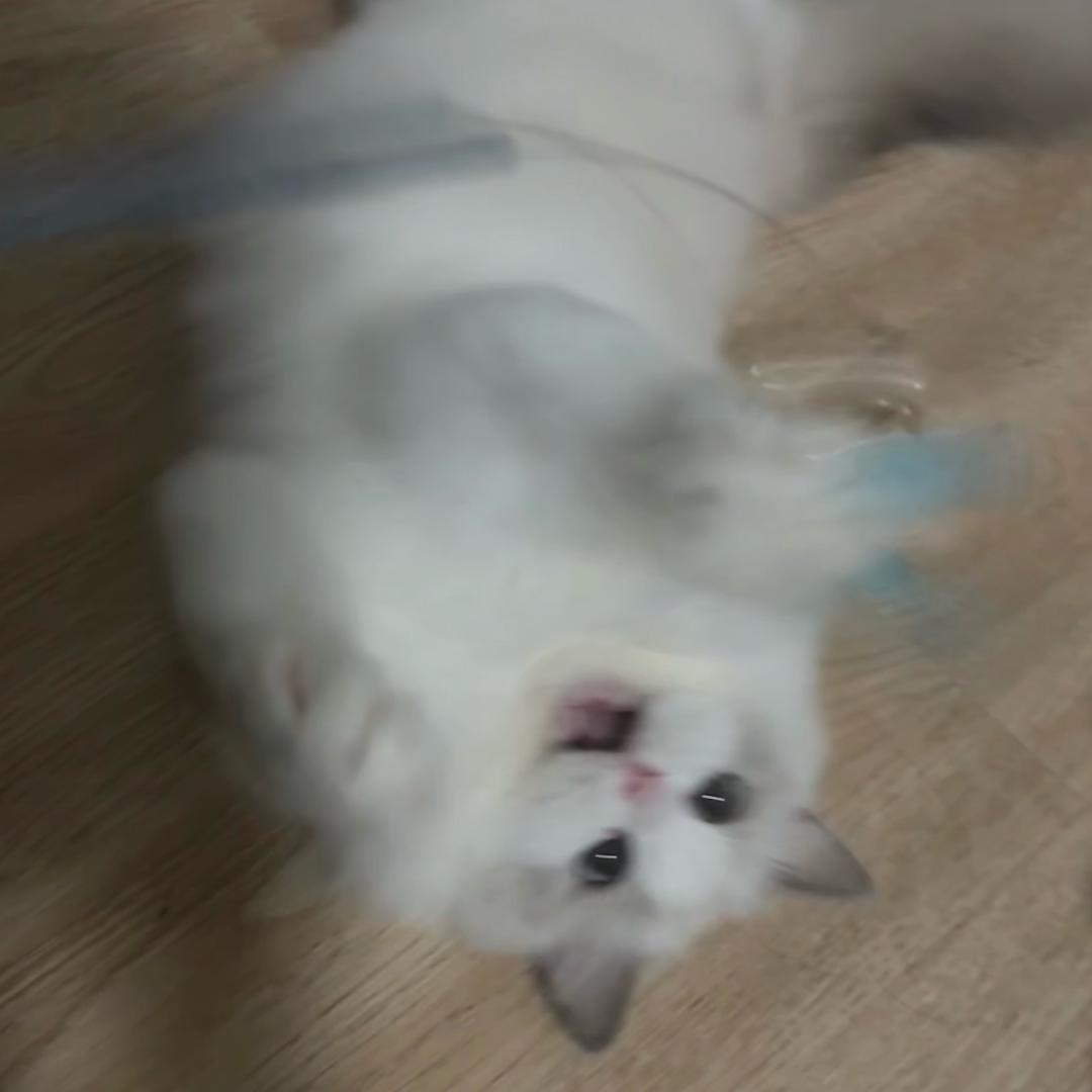 小乖xiaoguai