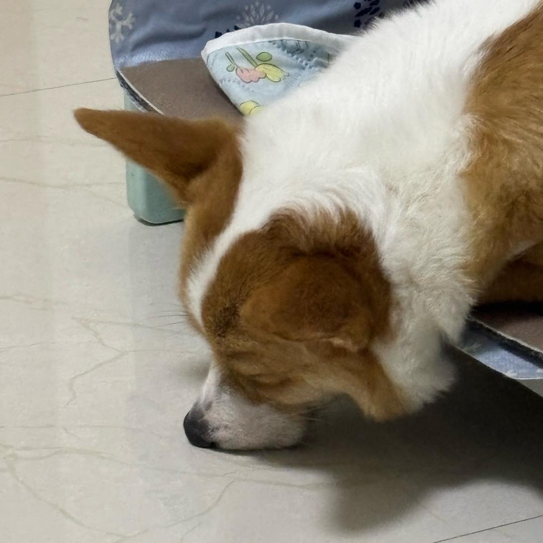 劳变白白