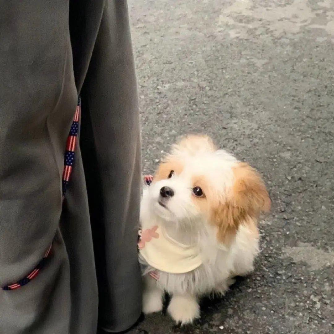 栗子炒板栗