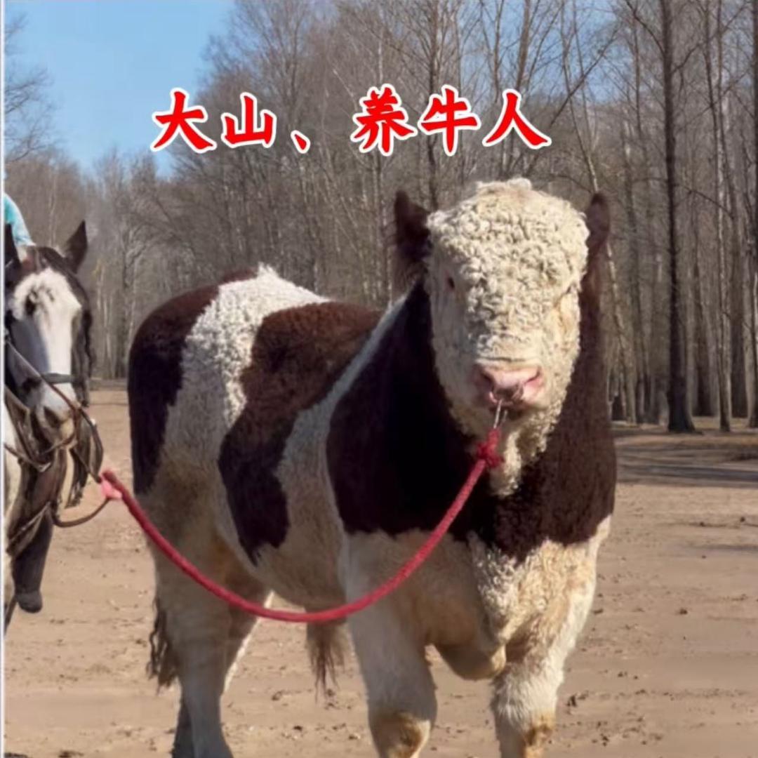 大山养牛人