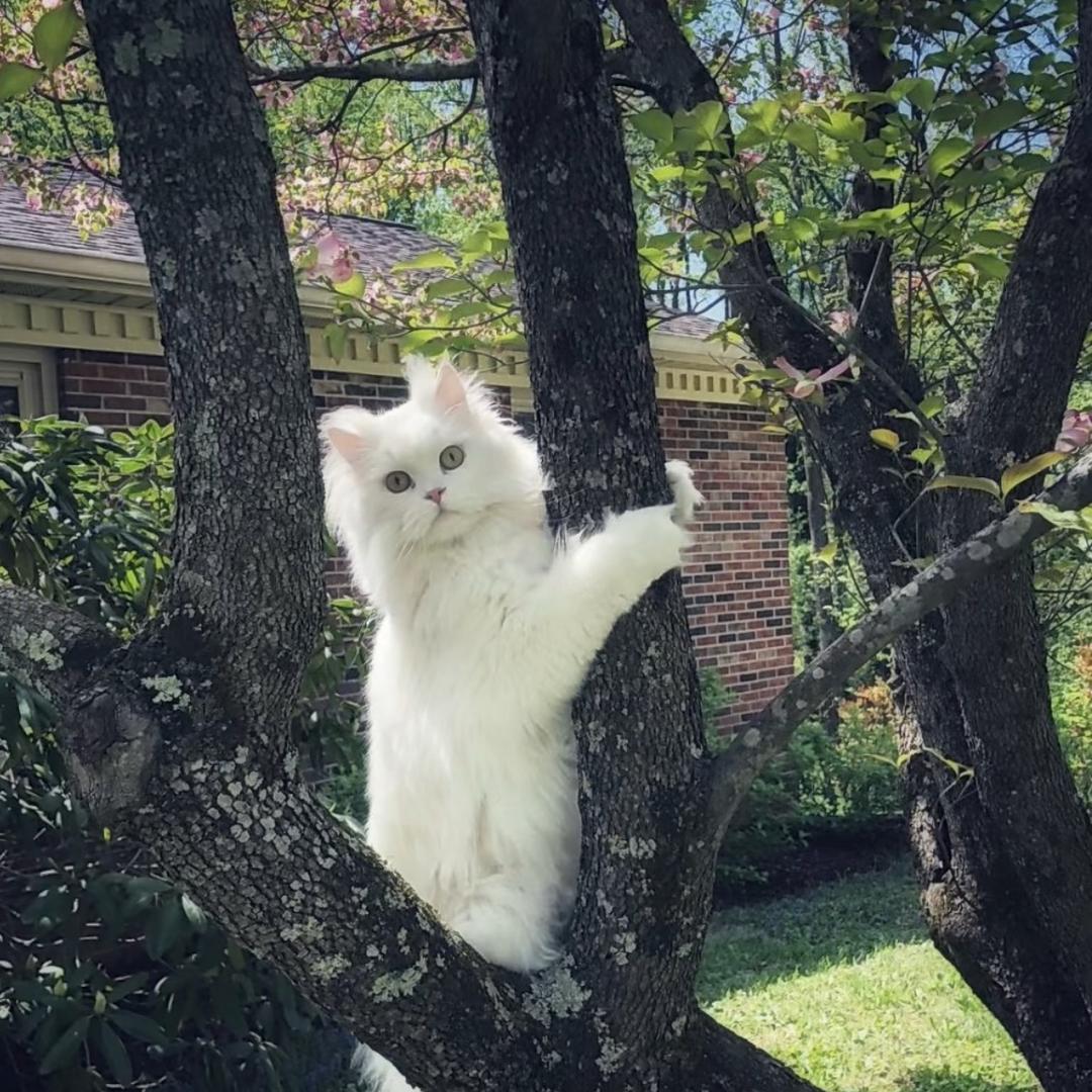 เงินเงิน.