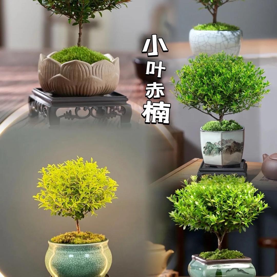 秘密花园