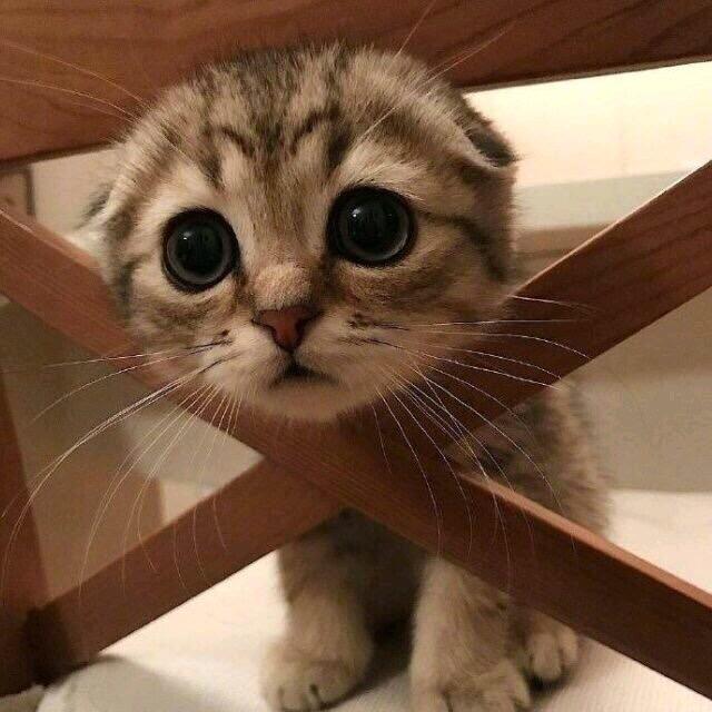 小狸花儿