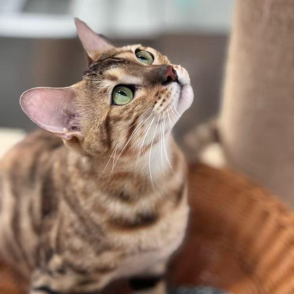 多多不是趣多多🐱