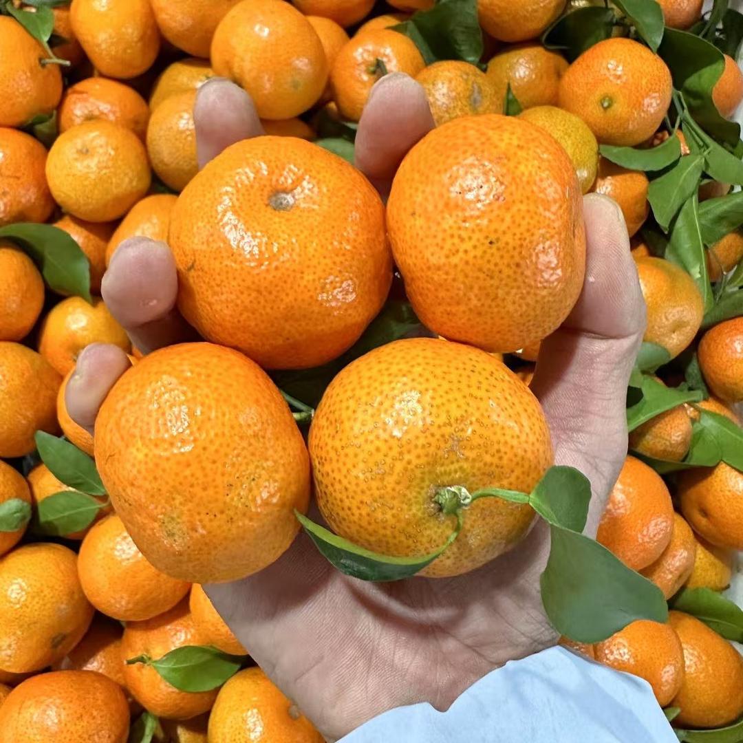 万重山果园（砂糖桔）