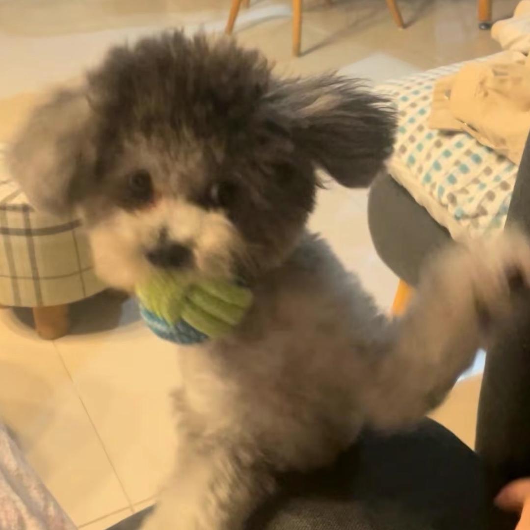 是大迪子啦