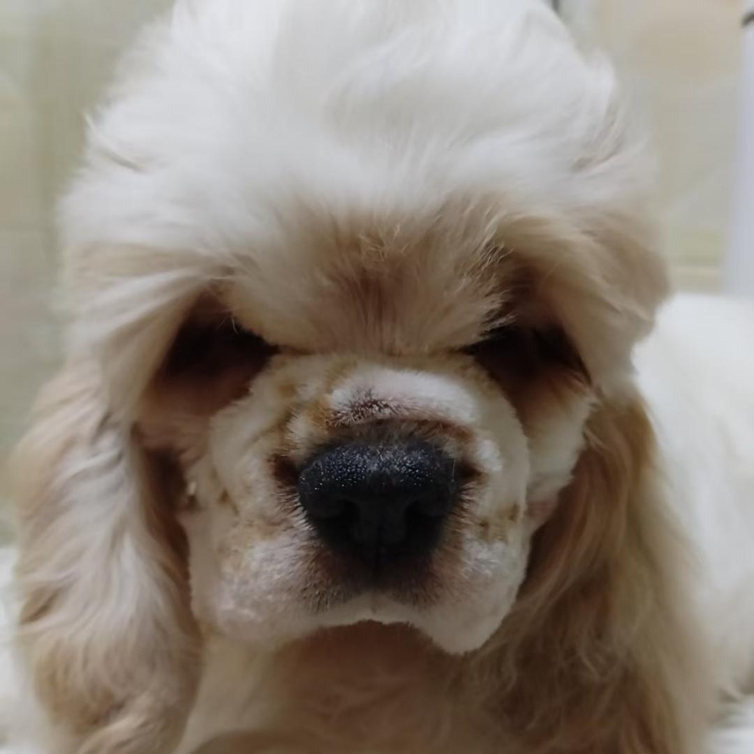 心悦萌宠高品质，美国可卡犬