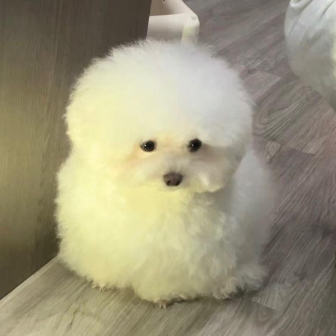 皆因风起