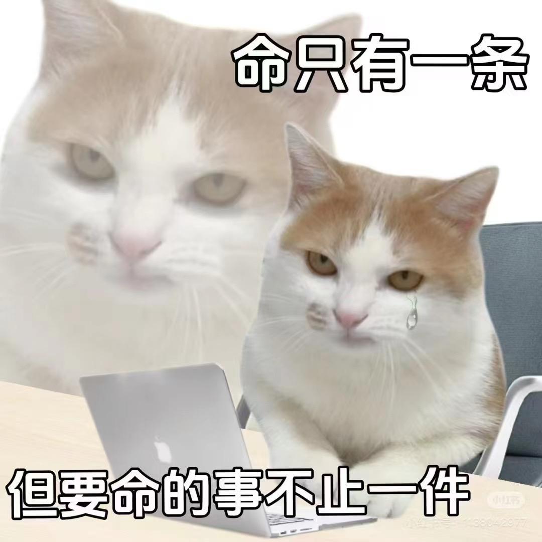 娥娥不会飞