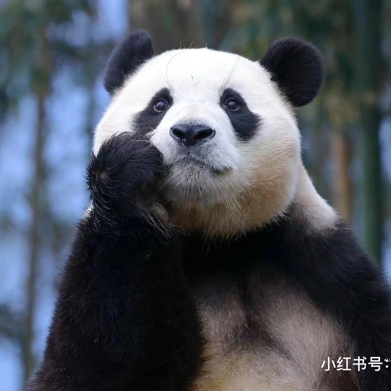 单眼皮大魔头