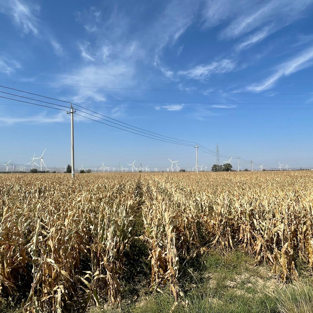 phoebe（世界尽头呼唤爱版）