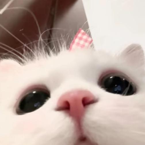 kt酱