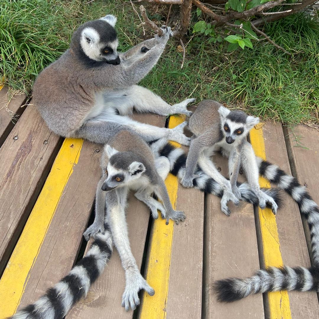 宠物用品批发一件代发