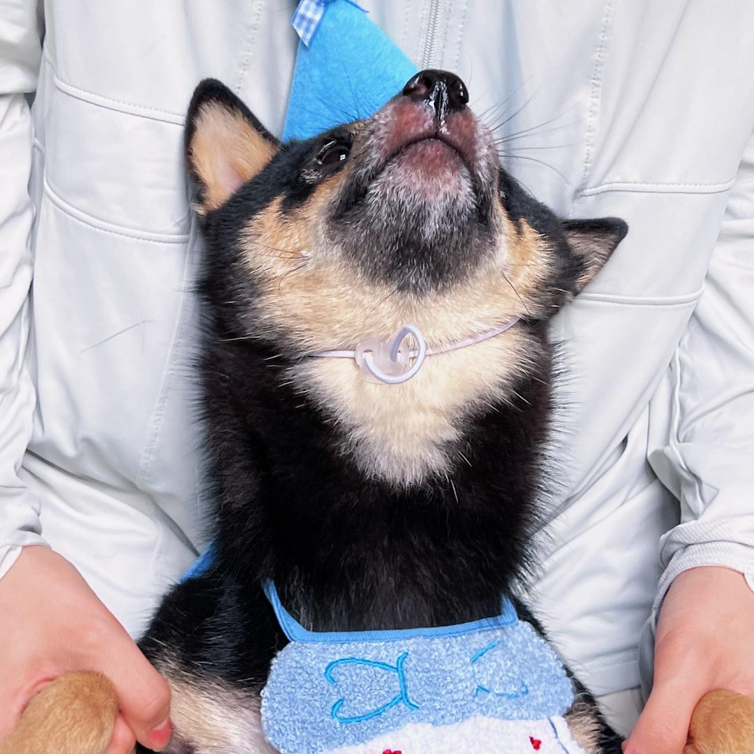 格格与吉祥（创业版）