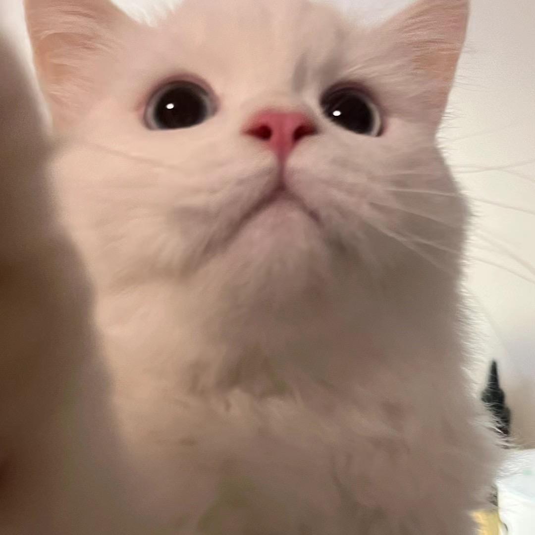 蛋蛋
