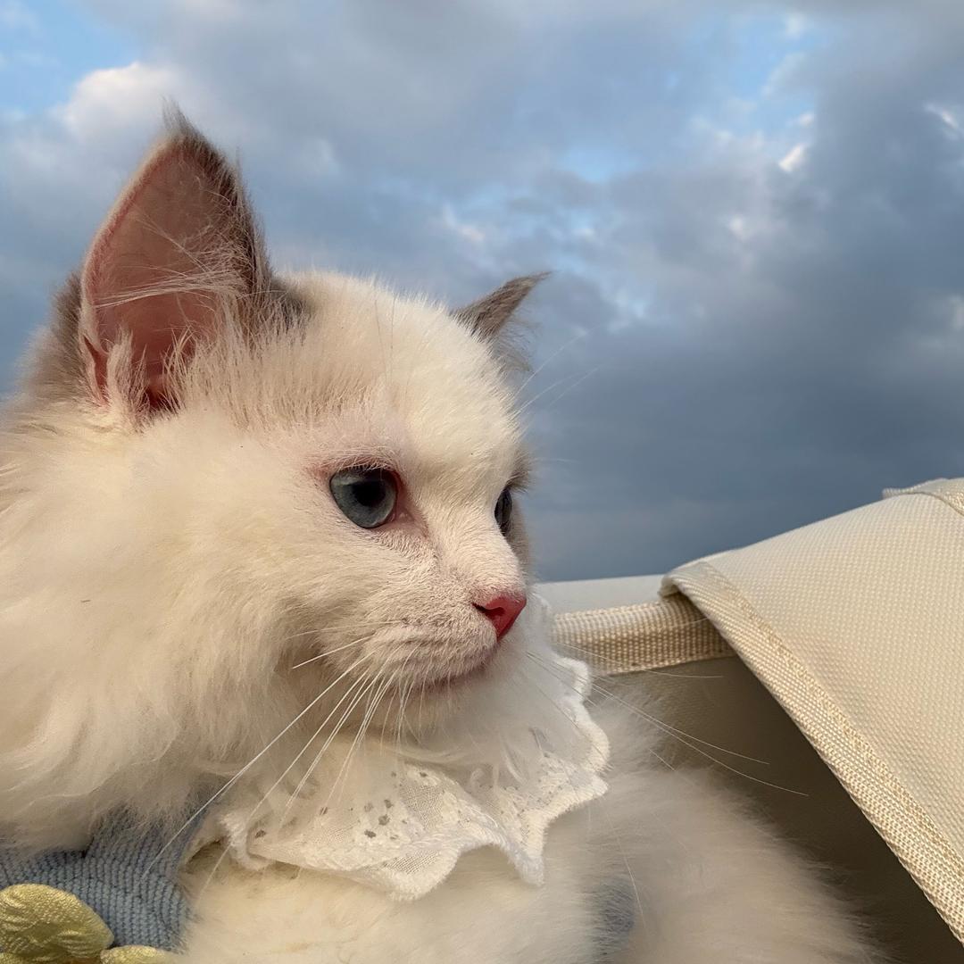 一只懒羊羊🐑