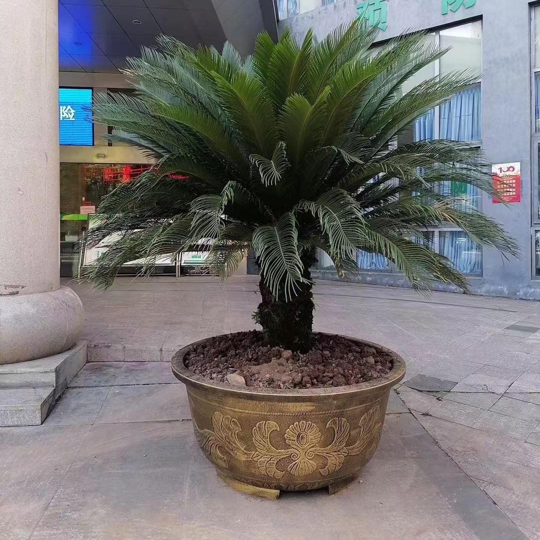 怡小馋沭阳坤孚商贸有限公司园艺专卖店