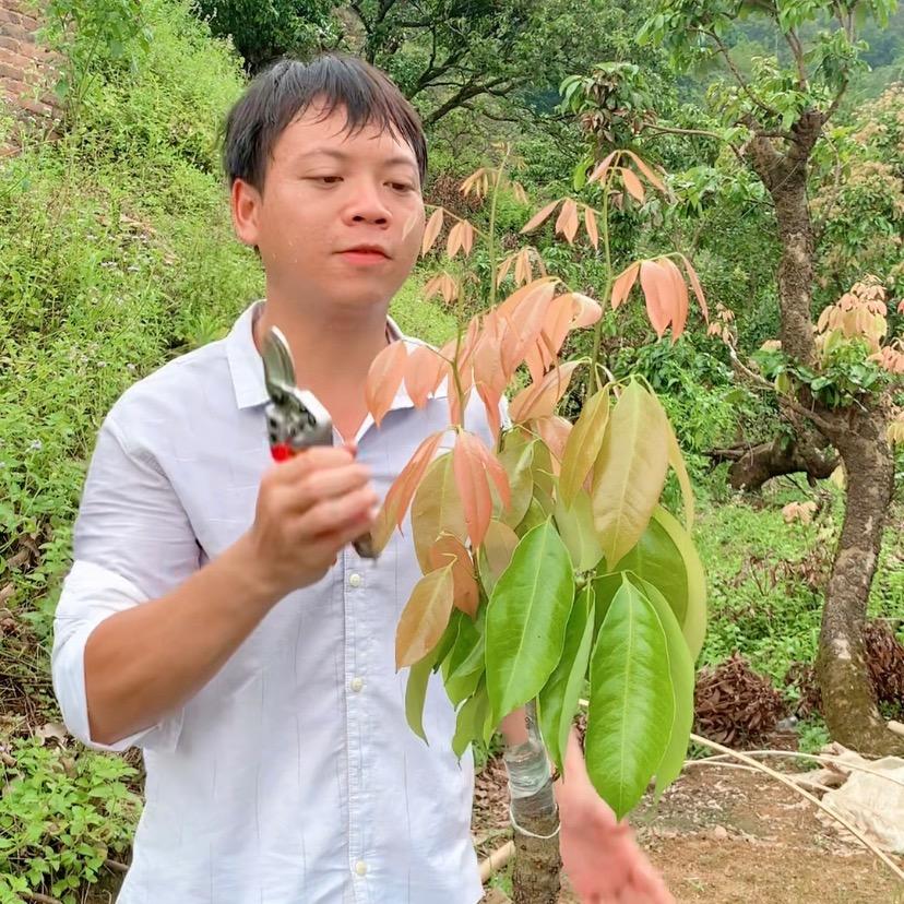 朱锋果场（荔枝新品种推广）