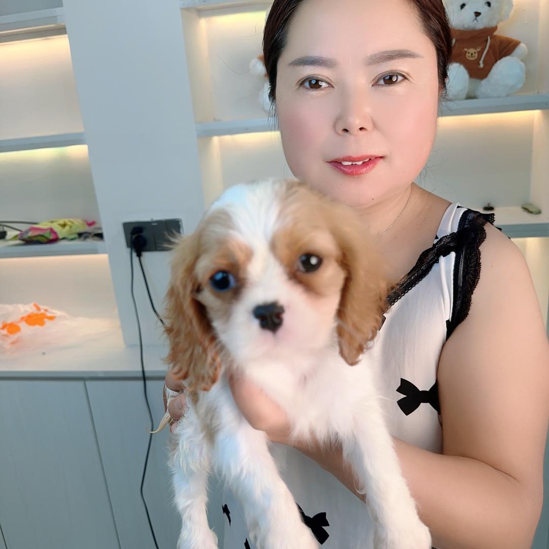 养狗的近视阿姨