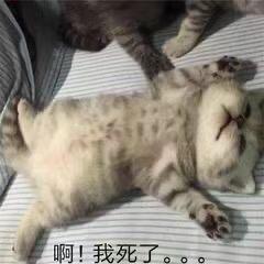 傻🐶