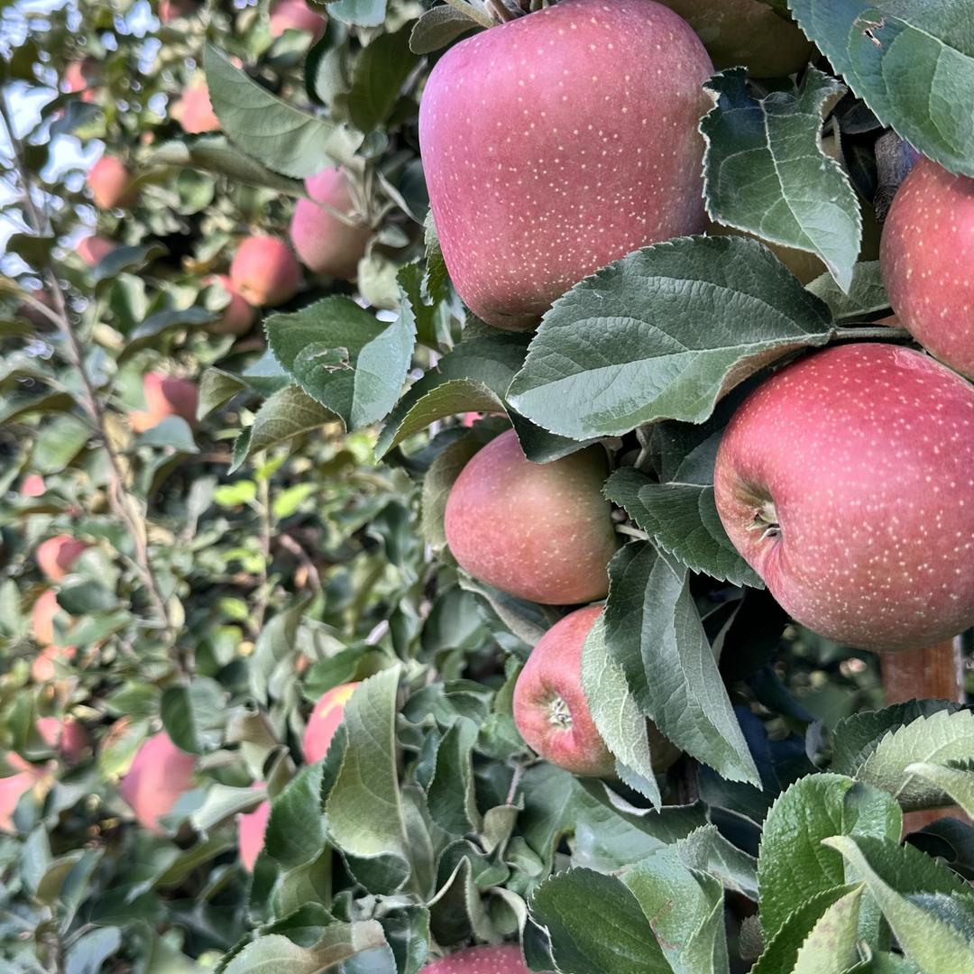 云贵川大山臻品果蔬