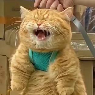 傀.