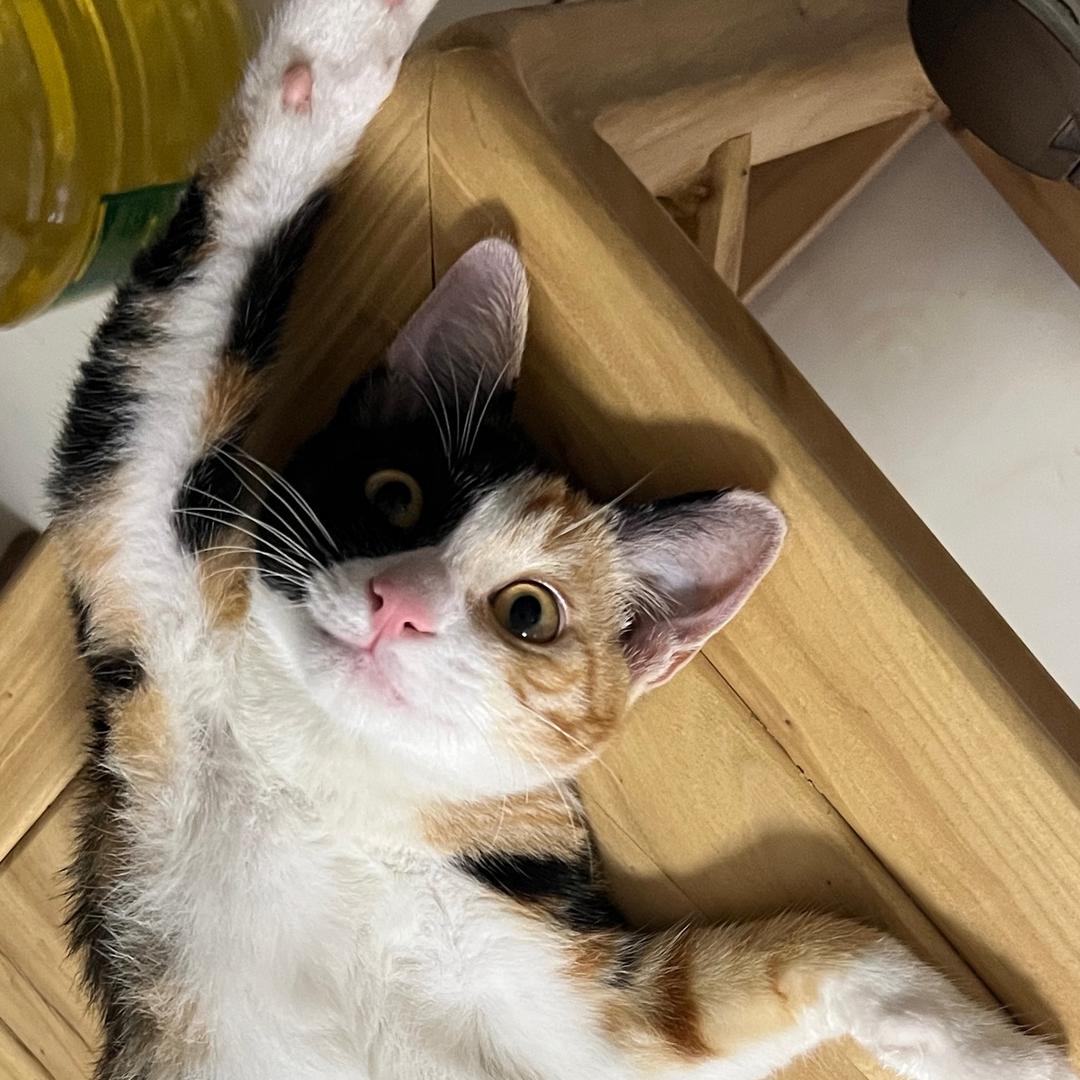 没错养猫了
