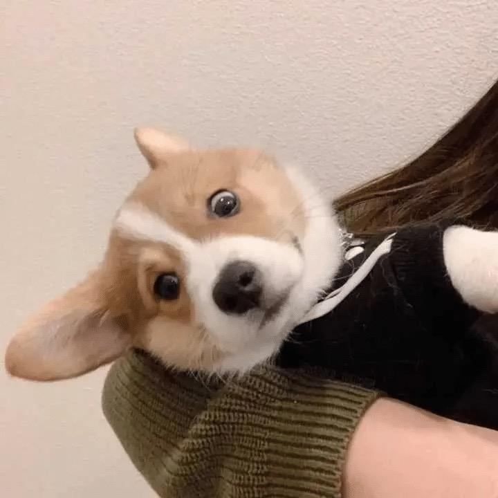 饲料哥