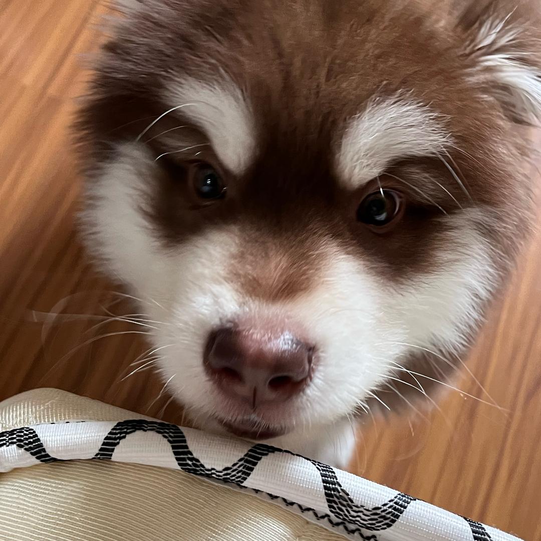 街道办事处下属公寓住户委员会副主席