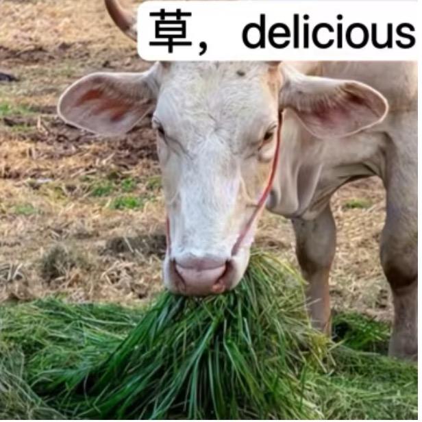 攀盘