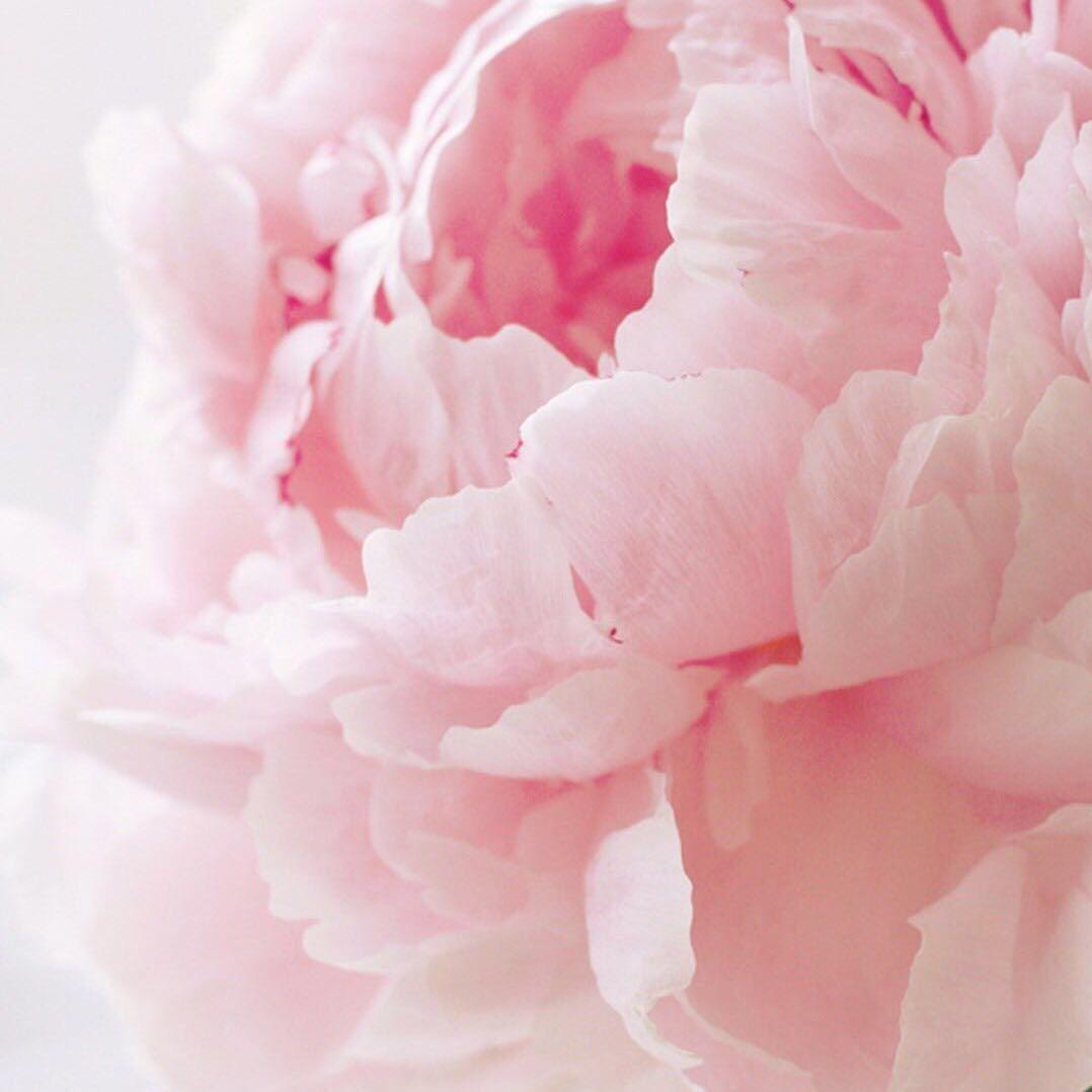 芬