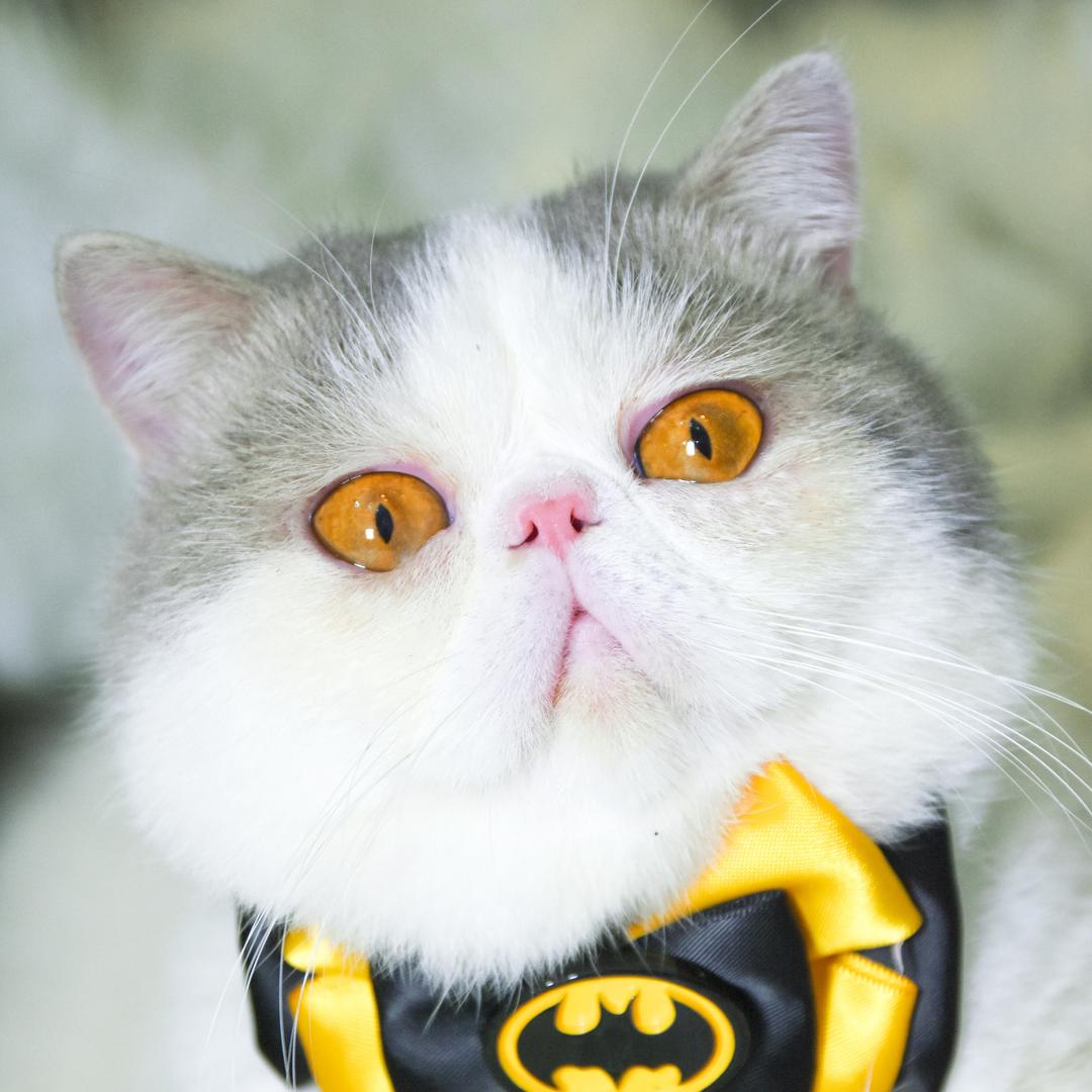 北京胡同猫舍