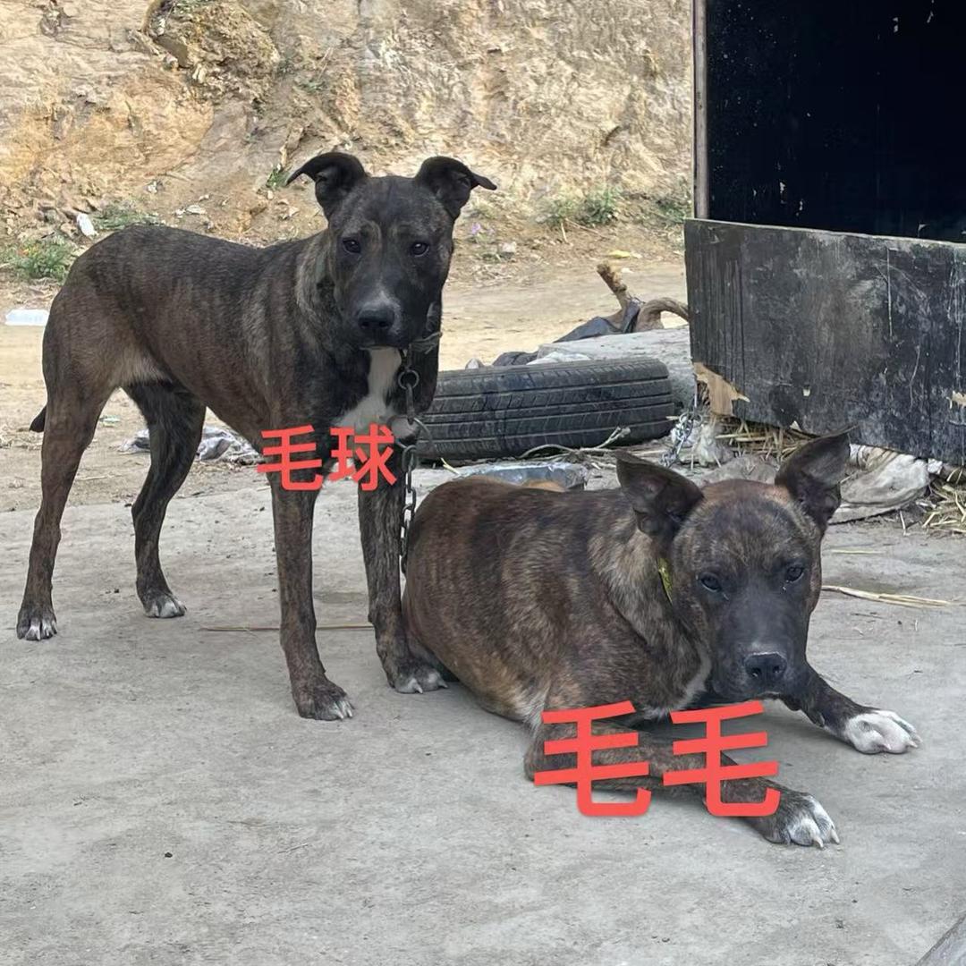 陕西小凡 （刀锋护农）