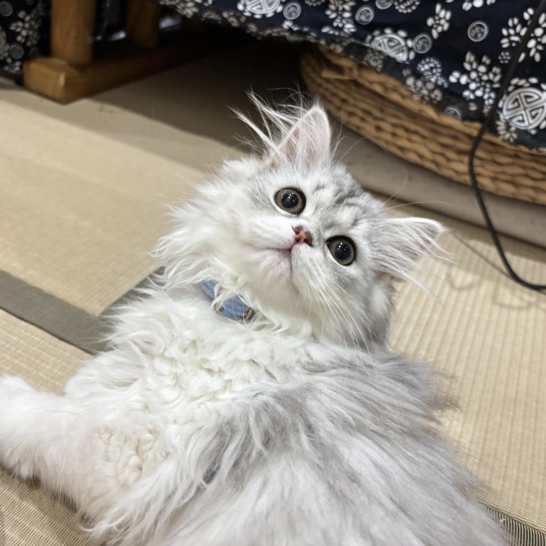 猪猪小宝日记