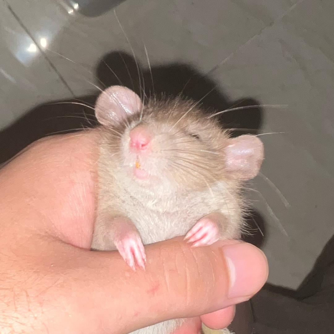 哥布林队长