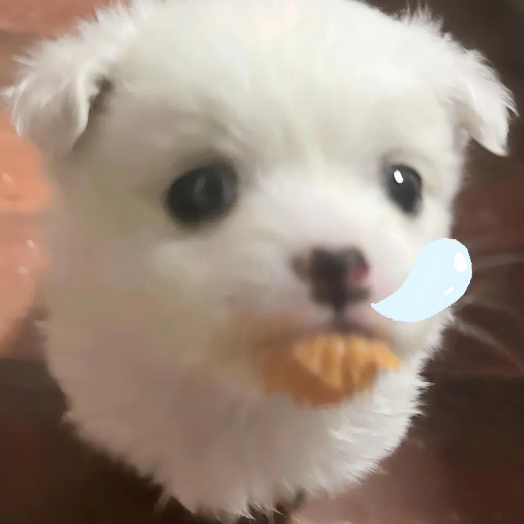 Momo was 💜