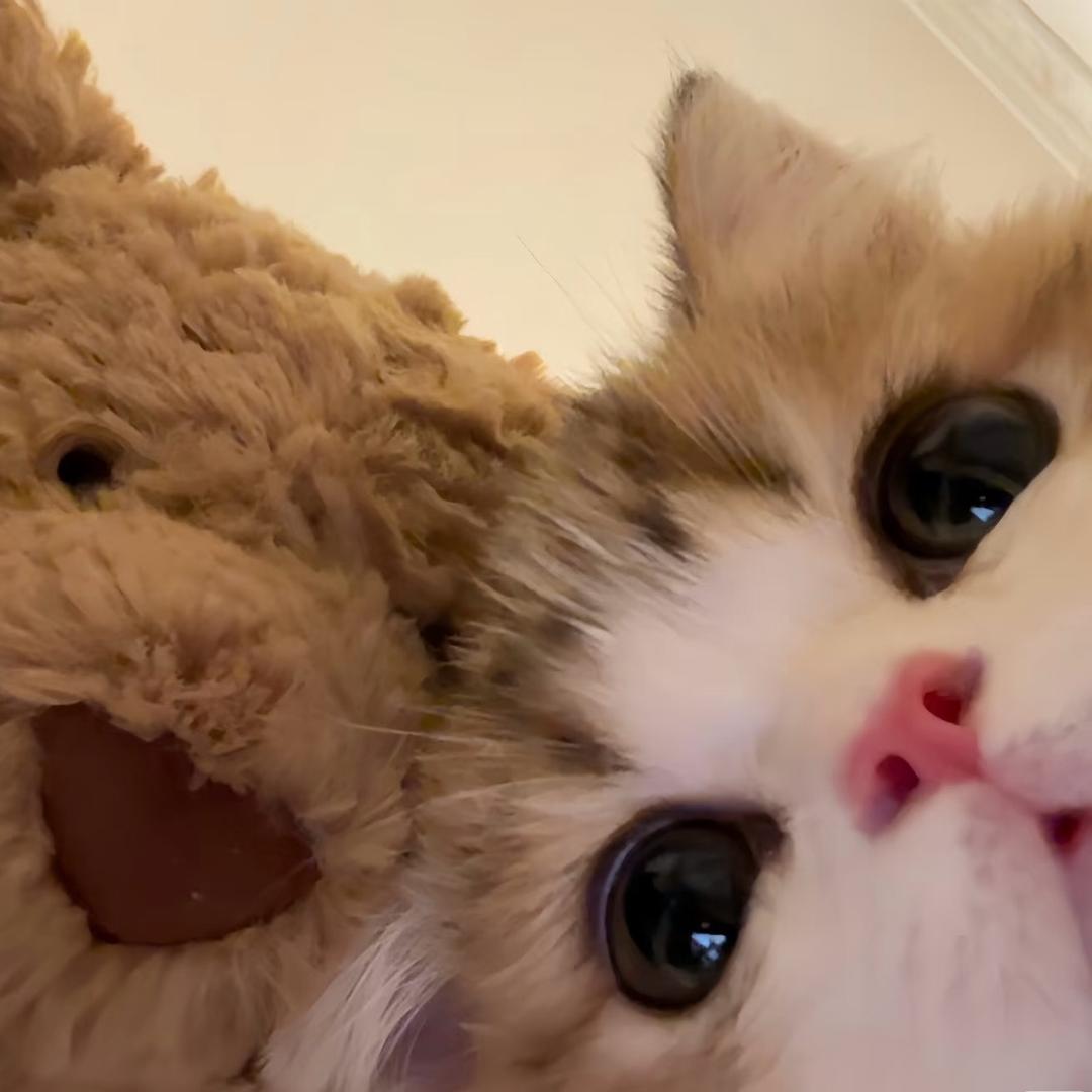 你霉柿吧˚.🧸