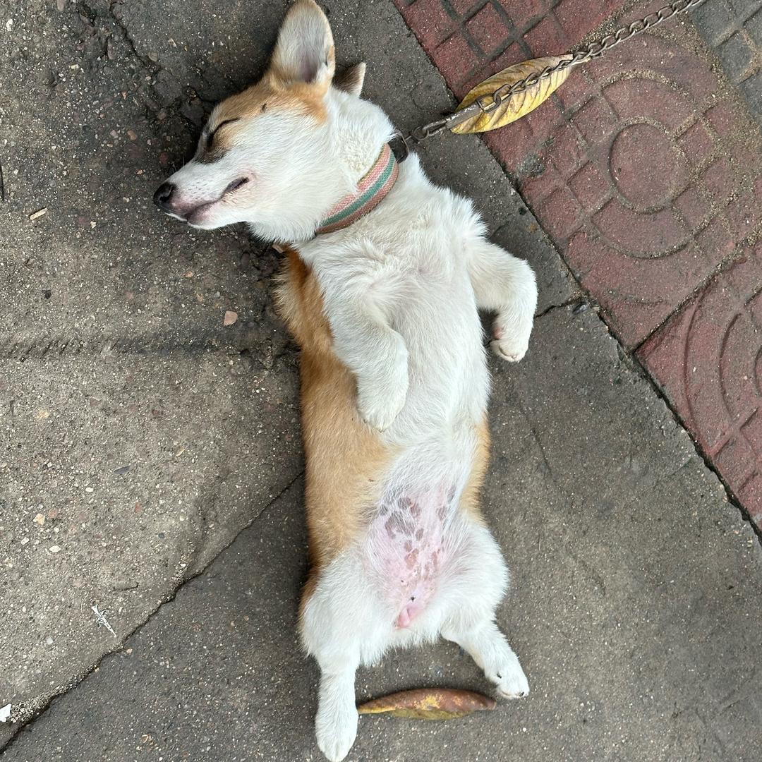 勺子（三角洲行动）