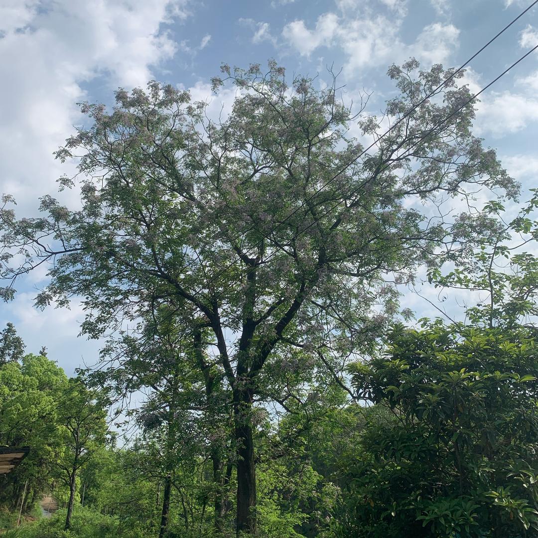 柠檬水🍃