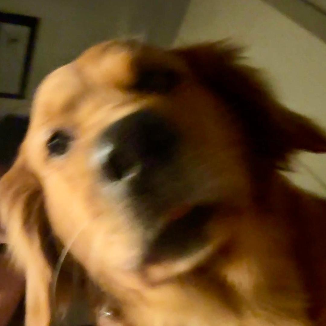 金毛大王饺子姐