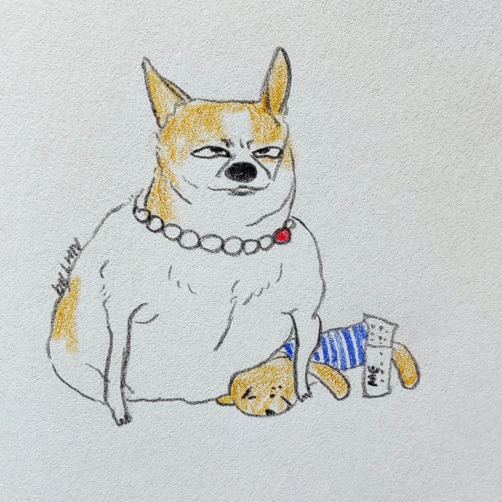 汤圆是只吉娃娃