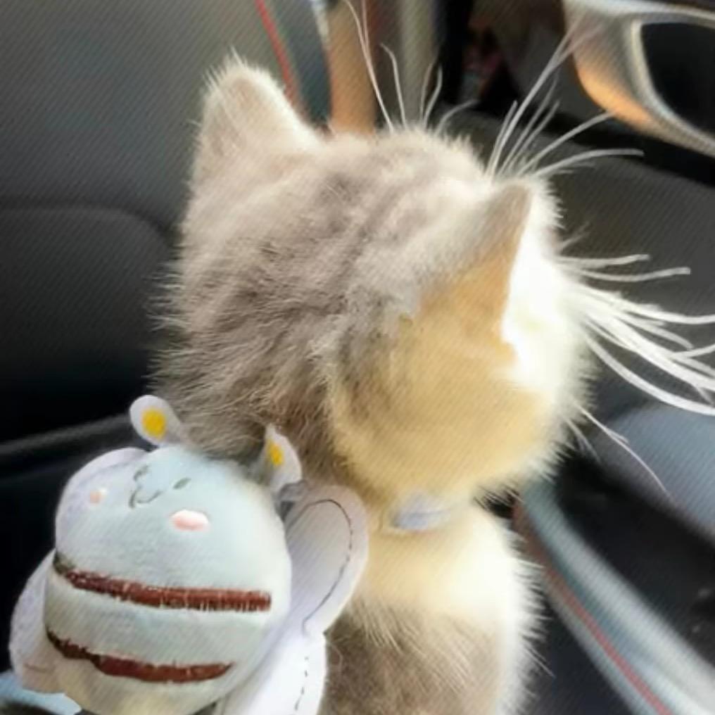 云朵☁️上的猫咪(^o^)