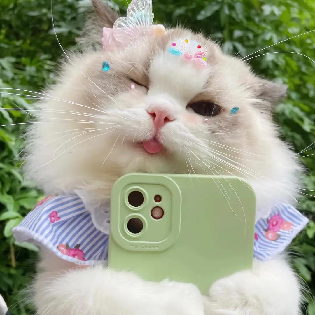 吐司是只布偶喵